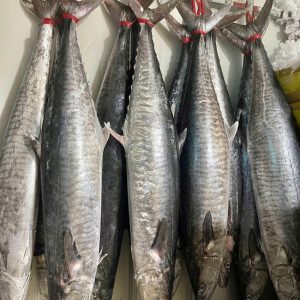 CÁ THU NGUYÊN CON SIZE 4KG TRỞ LÊN